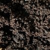 Wholly Cow/Black Cow
